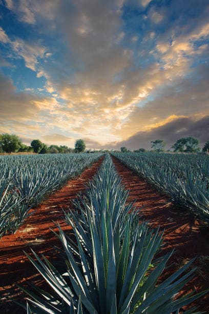 Agave