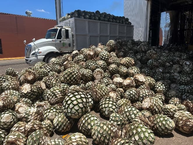 Agave piñas
